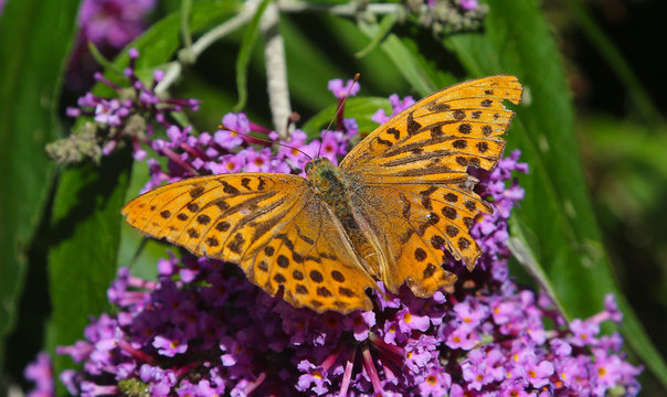 Silver Washed Butterfly