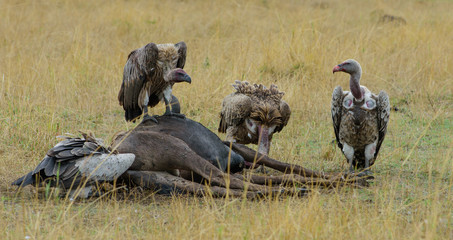Vultures on Wildebeast carcass