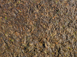 Surface of a seaweed.