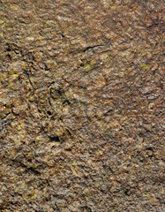 Surface of a seaweed.