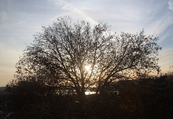 sunset , sky and the silhouette of tree in autumn