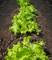 Growing green salad.