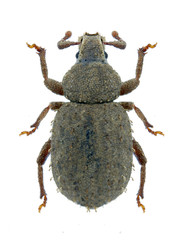 Beetle Trachyphloeus alternans on a white background