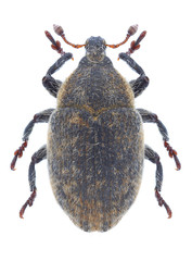 Beetle Lachnaeus crinitus on a white background
