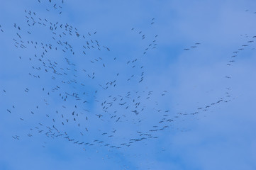 Cranes flying against a blue sky