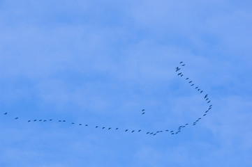 Cranes flying against a blue sky
