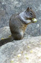 Chipmunk close up