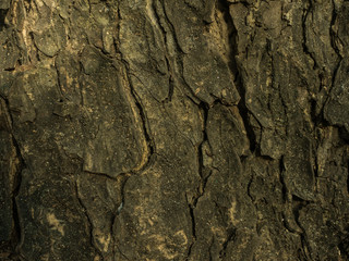 Tree bark