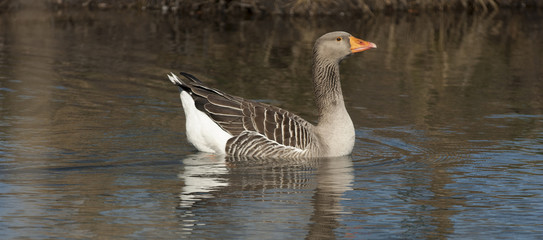 wild goose in the lake