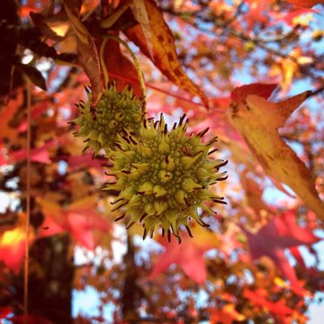 Autumn Tree