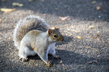 Naklejka na ściany i meble Eastern grey squirrel in a New York public park