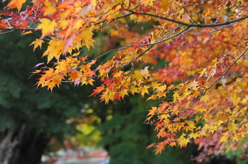 Red Corridor Viewing Lights Japan