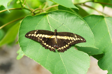 Tropical butterfly Papilio Thoas on a green leaf figs