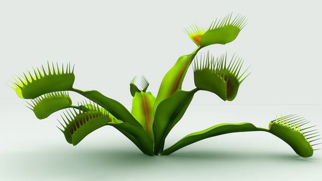 Venus flytrap