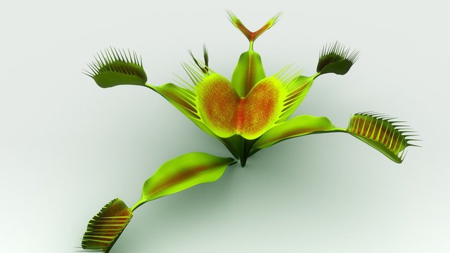 Venus flytrap