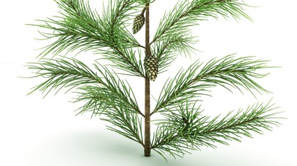 Naklejka premium Conifer Leaf