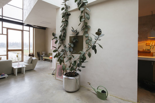 a giant rubber plant in a modern design house