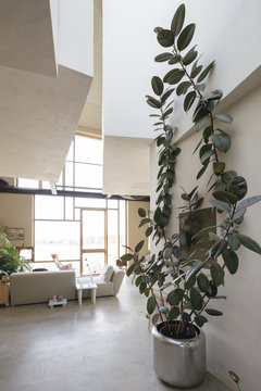 a large rubber plant in a design house