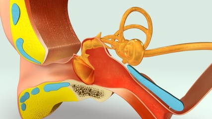 Ear Section