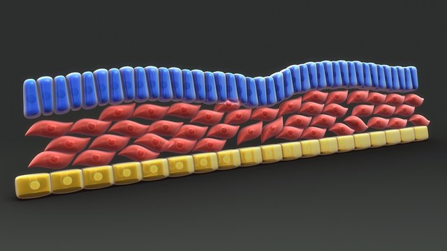 Endoderm And Mesoderm