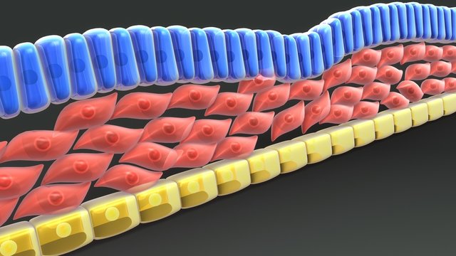 Endoderm And Mesoderm