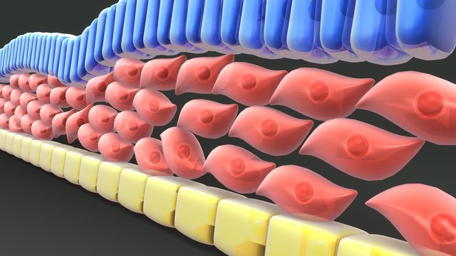 Endoderm and Mesoderm