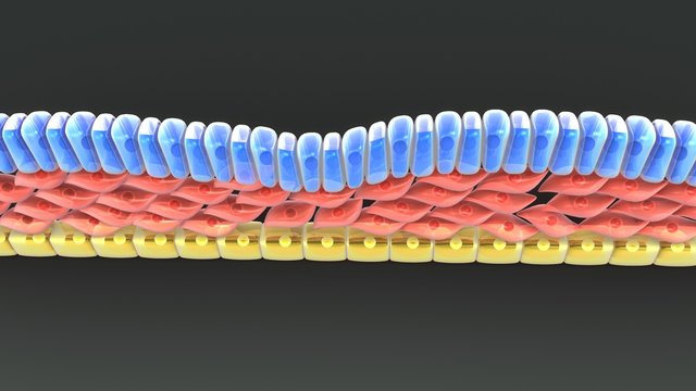 Endoderm and Mesoderm