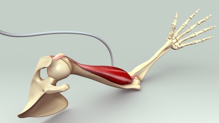 Arm Muscle