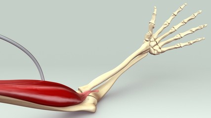 Arm Muscle