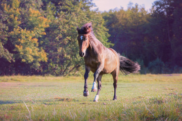 Brown horse galloping on the trees background at the summer
