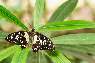 Papilio Demodocus African or Lemon Papilio (Papilio demodocus)