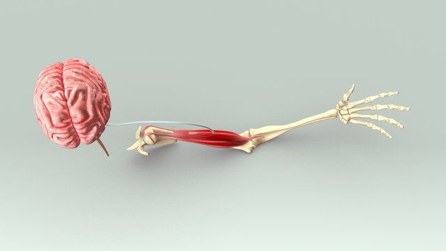 Arm Muscle