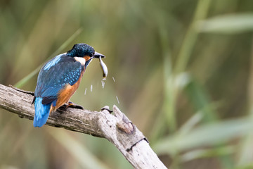 Kingfisher Breakfast