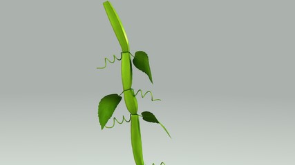 Cissus