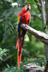 Red Macaw Parrot