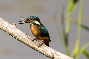 Kingfisher