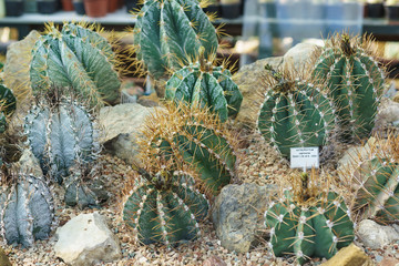 Astrophytum (lat. Astrophytum), or Star cactus, is a genus of spherical or cylindrical low...