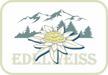 Blooming edelweiss flower. Symbol of Alp mountains. Beautiful postcard. Badge. Leontopodium alpinum.