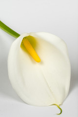 White calla flower on the white background