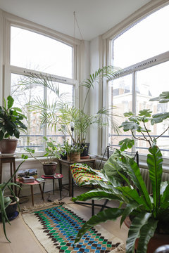 plants next to a window in an apartment in amsterdam