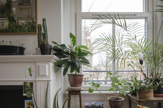 plants next to a window in an apartment in amsterdam