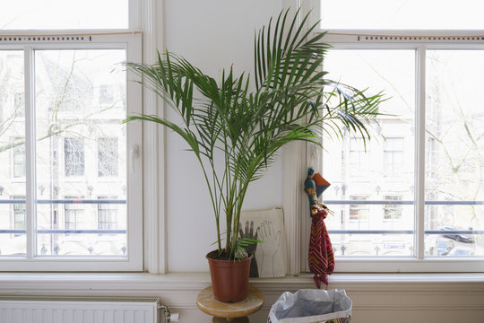 a plant in a bedroom