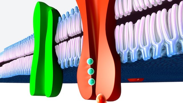 Active Transport Human Cell