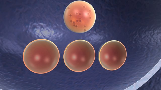 833 BEST Vesicles IMAGES, STOCK PHOTOS & VECTORS | Adobe Stock