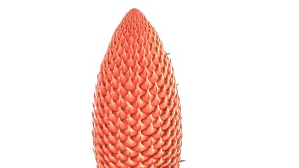 Cycas male cone