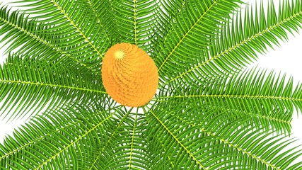 Cycas  plant