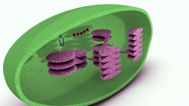  Cup Shaped cytoplasm