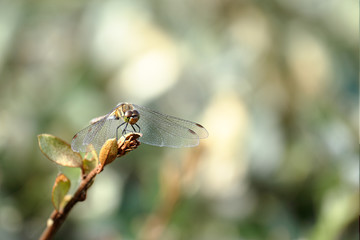 dragonfly / The dragonfly which takes a rest at a favorite place.