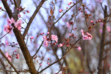 In full bloom in the peach blossom