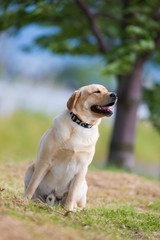 Labrador Retriever sitting on the field.
